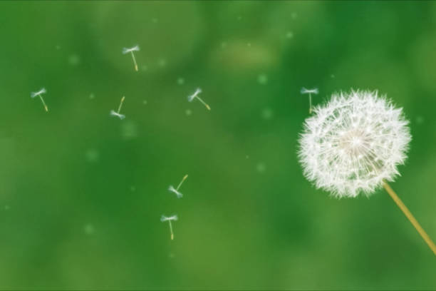 istock Dandelion on green background lets seeds. 1268206194