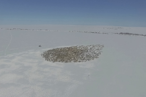 Reindeer get lost in a circle and walk in circles. A herd of deer.