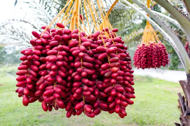 Photo of red dates on date palm trees in the garden.
