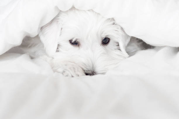 istock White a handsome puppy looks out from under white blankets. 1268215677
