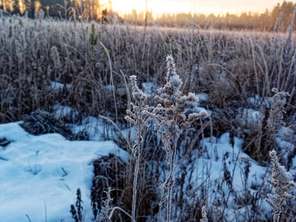 istock frozen grass in a field on a winter morning 1268217396
