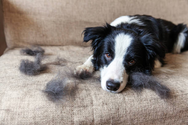 divertente ritratto del simpatico cucciolo di cane bordo collie con pelliccia in muta sdraiato sul divano. cagnolino peloso e lana nella muta annuale primaverile o autunnale a casa al coperto. concetto di toelettatura dell'allergia all'igiene degli animali - peloso foto e immagini stock