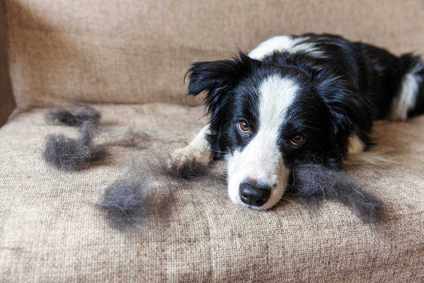 Funny portrait of cute puppy dog border collie with fur in moulting lying down on couch. Furry little dog and wool in annual spring or autumn molt at home indoor. Pet hygiene allergy grooming concept Funny portrait of cute puppy dog border collie with fur in moulting lying down on couch. Furry little dog and wool in annual spring or autumn molt at home indoor. Pet hygiene allergy grooming concept shed stock pictures, royalty-free photos & images