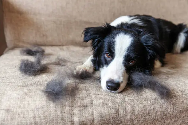Photo of Funny portrait of cute puppy dog border collie with fur in moulting lying down on couch. Furry little dog and wool in annual spring or autumn molt at home indoor. Pet hygiene allergy grooming concept