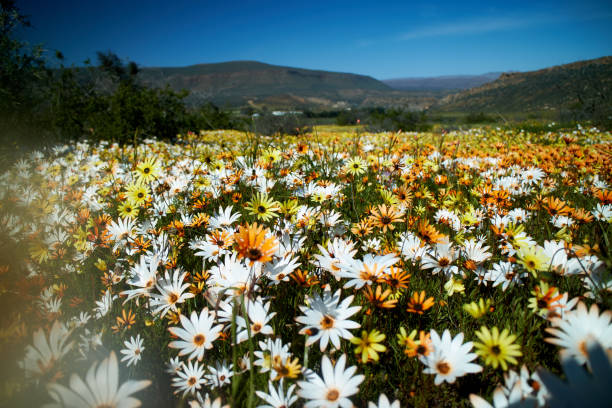 istock Biedouw Valley Flowers 1268218630
