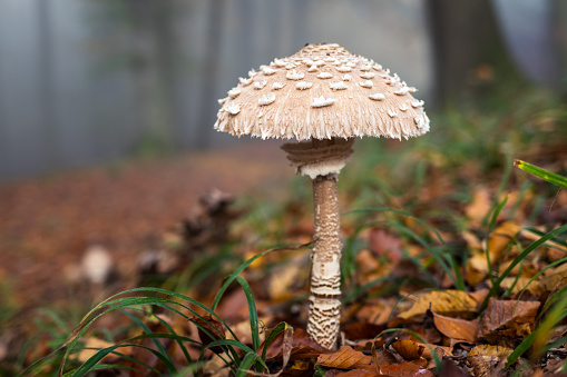 Parasol mushroom in forest. Edible mushroom in autumn woodland