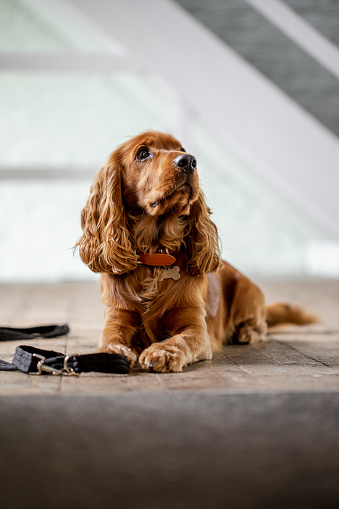 Young red cocker spaniel lying on the floor with his leader waiting for a walk.