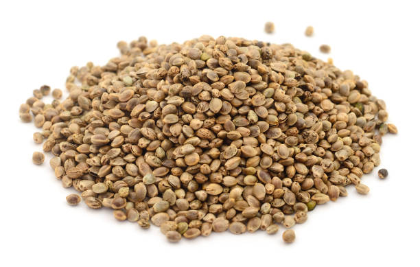 istock Heap of hemp seeds. 1268220078