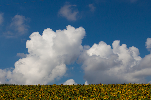 Sunflower field with clouds in the sky