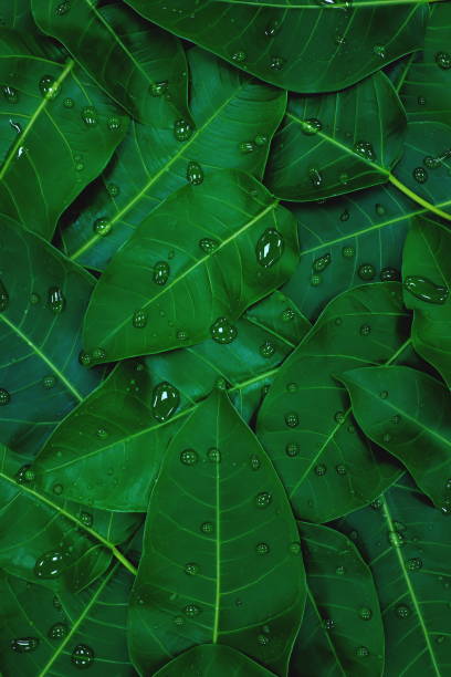 istock Top view of dark green leaves with water dew drops wallpaper background pattern in portrait shot. 1268220310
