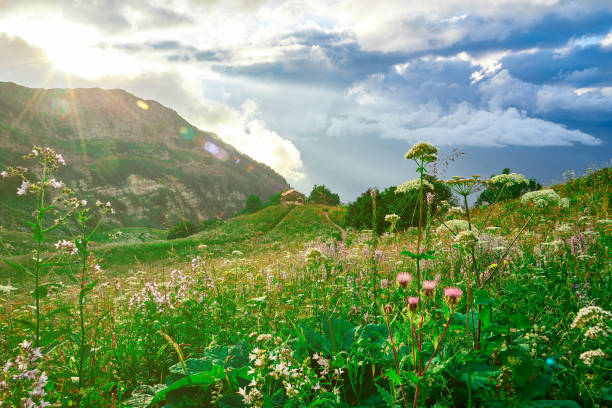 istock A high-altitude landscape with warm sunlight breaking through low clouds, Alpine grasses and a path leading to a gazebo in the valley, standing on the slope of a hill. 1268221494