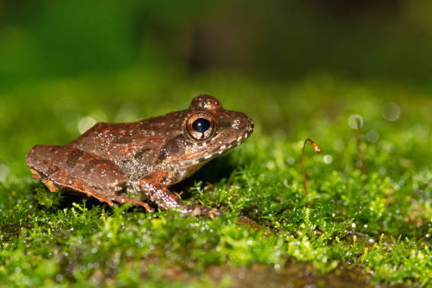 istock Cricket Frog on moss, Fejervarya sp., Goa, India 1268222869