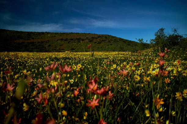 istock Biedouw Valley Flowers 1268223440