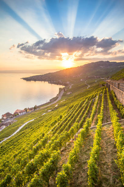 istock Vineyards in Lavaux region, Switzerland 1268224559