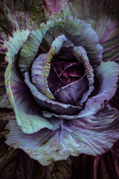 zbliżenie czerwonej kapusty rosnącej w ogrodzie - head cabbage zdjęcia i obrazy z banku zdjęć