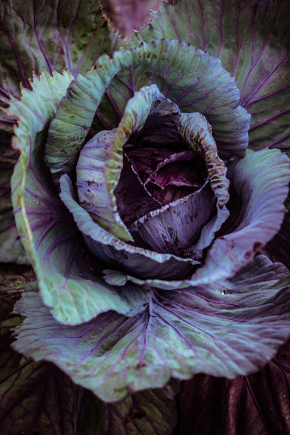 close up of a red cabbage growing in a garden - head cabbage imagens e fotografias de stock