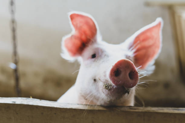 piccolo maiale rosa guarda oltre una recinzione di legno - recinto per animali foto e immagini stock