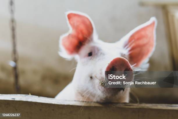 Little Pink Pig Looks Over A Wooden Fence Stock Photo - Download Image Now  - Pig, Pork, Animal Husbandry - iStock