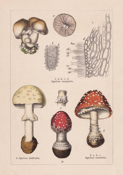 ilustraciones, imágenes clip art, dibujos animados e iconos de stock de hongos, cromolitógrafo, publicado en 1895 - vertical meadow mushroom vegetable