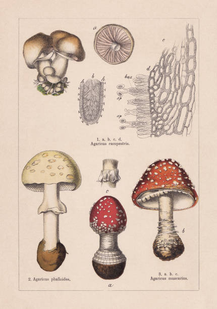 Fungi, chromolithograph, published in 1895 Fungi: 1) Meadow mushroom (Agaricus campestris); 2) Death cap (Amanita phalloides, or Agaricus phalloides); 3) fFy agaric (Amanita muscaria, or Agaricus muscarius). Chromolithograph, published in 1895. amanita phalloides stock illustrations