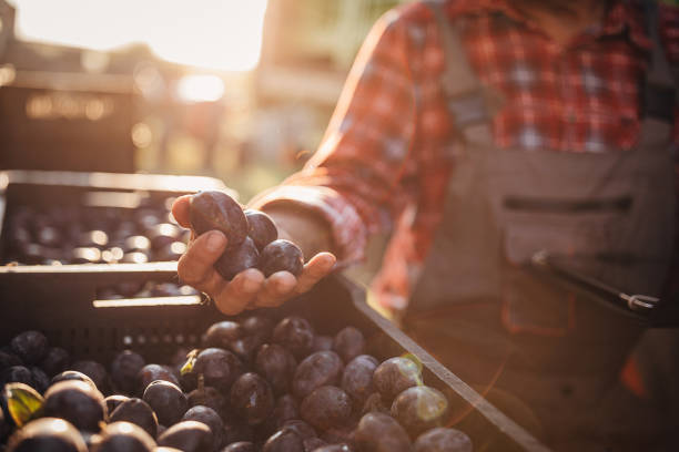Close-up of the fruit of a plum tree on a rural farm on Lemnos Greece.