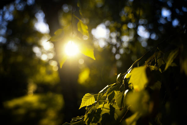 Sunset forest details leaves sunshine, abstract natural beautiful background and texture.