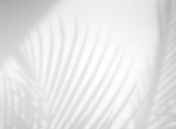 istock Realistic and organic tropical leaves natural shadow overlay effect on white texture background, for overlay on product presentation, backdrop and mockup 1268229021