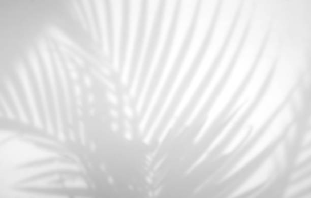 istock Realistic and organic tropical leaves natural shadow overlay effect on white texture background, for overlay on product presentation, backdrop and mockup 1268229031