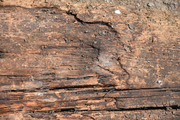 background old rotten surface of an unpainted board with garbage. wood texture. - injecting tree close up old imagens e fotografias de stock