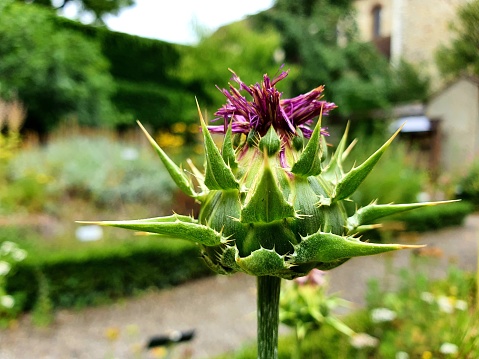 Silybum marianum (Marian thistle) flower. Milk thistle has been used in traditional medicine treatment of liver disease and others. Th eimage shows the flower in bloom, captured during summer season.