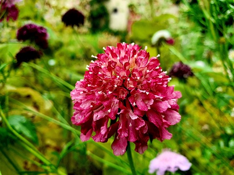 Scabiosa atropurpurea (mourningbride) flowers in bloom captured during summer season.