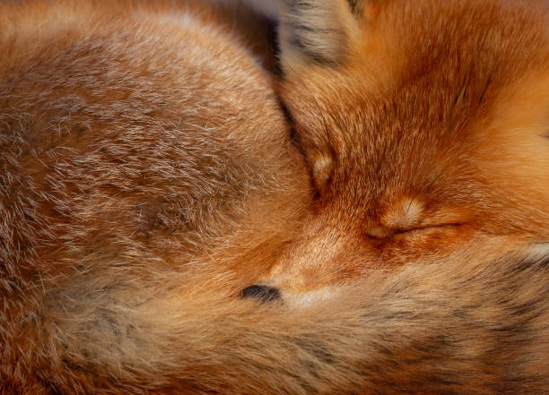 Red fox a sleep A close up of a fox rolled up and sleeping red fox tail stock pictures, royalty-free photos & images