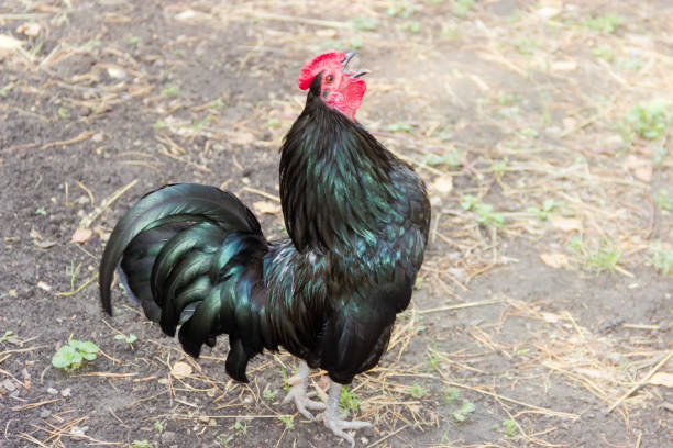 istock Crowing black rooster on the farm yard 1268236085