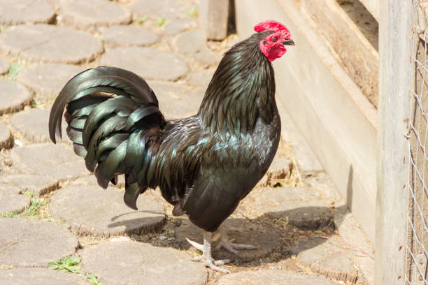 istock Black rooster on the courtyard 1268236387