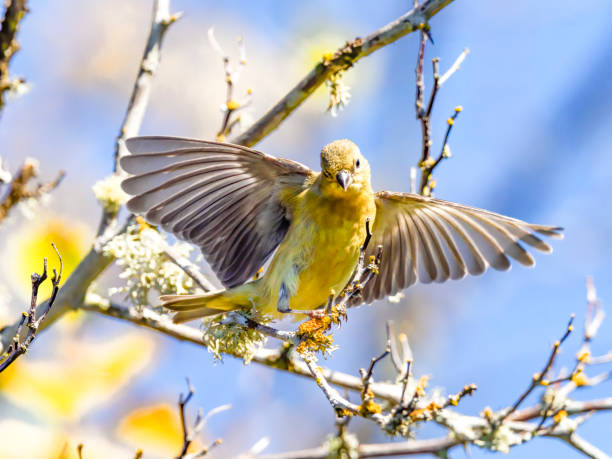 Gold Finch Ready to  Fly from Branch in Oregon A gold finch starting to fly from a branch. Summer day  in the Willamette Valley of Oregon. Has a soft, defocused background of blue sky and leaves. gold finch photos stock pictures, royalty-free photos & images