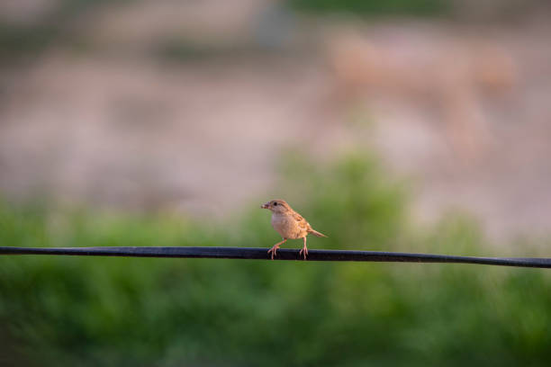 crows , sparrows, and bulbul siting on the wire
