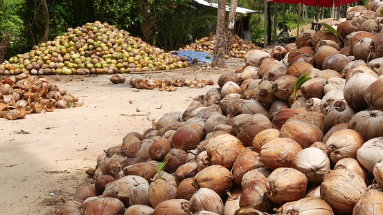 Coconut farm with big coconut ready for production. Large piles of ripe sorted coconuts for production of oil and pulp on coconut farm in Samui Thailand.