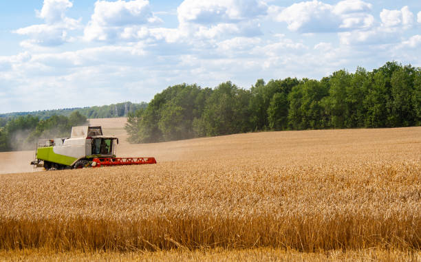 istock Combine harvester harvests ripe wheat in field 1268241711