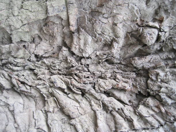 istock Close-up photo of the bark 1268241987