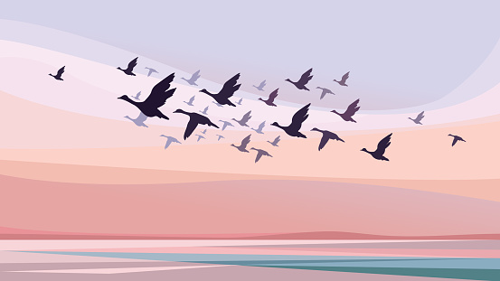 Migratory birds at sunset. Wildlife scenery.