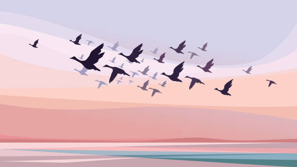Migratory Birds Illustrations, Royalty-Free Vector Graphics & Clip Art -  iStock