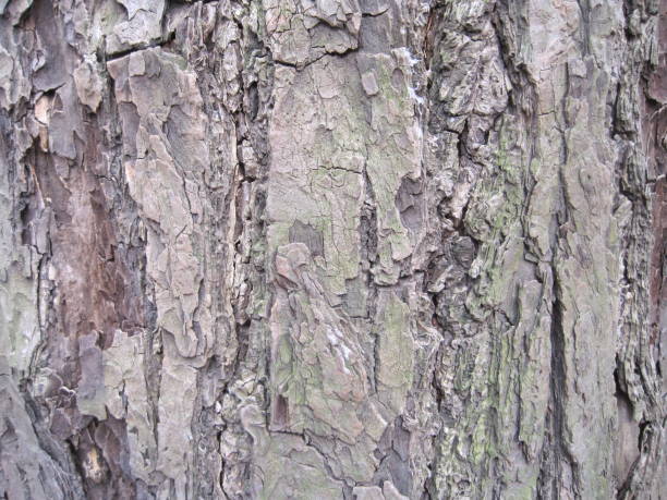 istock Close-up photo of the bark 1268242029