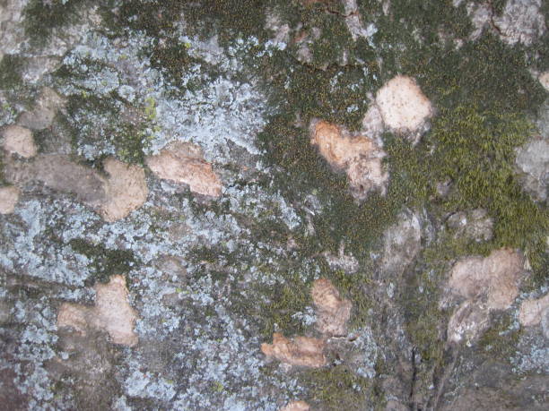 istock Close-up photo of the bark 1268242036