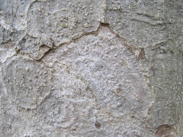 istock Close-up photo of the bark 1268242080