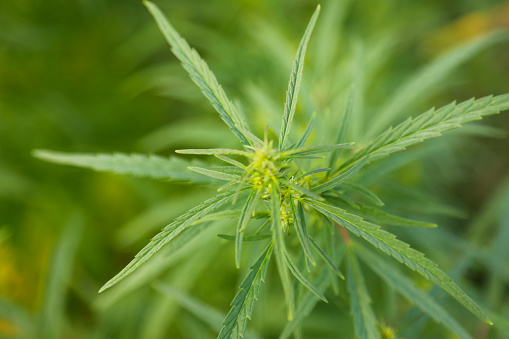 Hemp growing in Altay, Russia