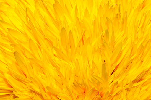 macro background of bright yellow sunflower