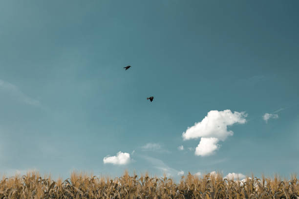 istock 3d rendering of maize field in front of blue sky and flying crows 1268244949