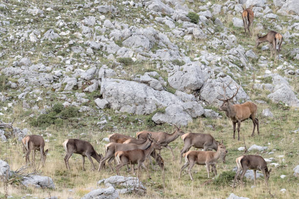 istock Herd of deer in mountain region (Cervus elaphus) 1268245233