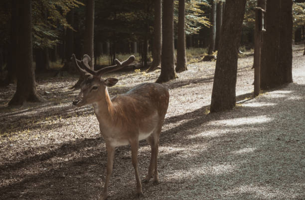 istock poing Wildpark walk around with deer 1268247912