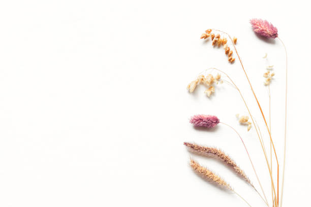 istock Autumn background of ripe ears. 1268248239